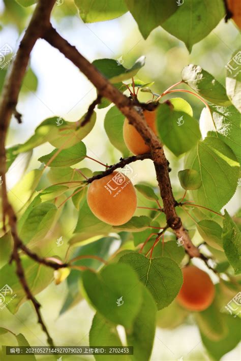 樹下植物 杏子是什麼